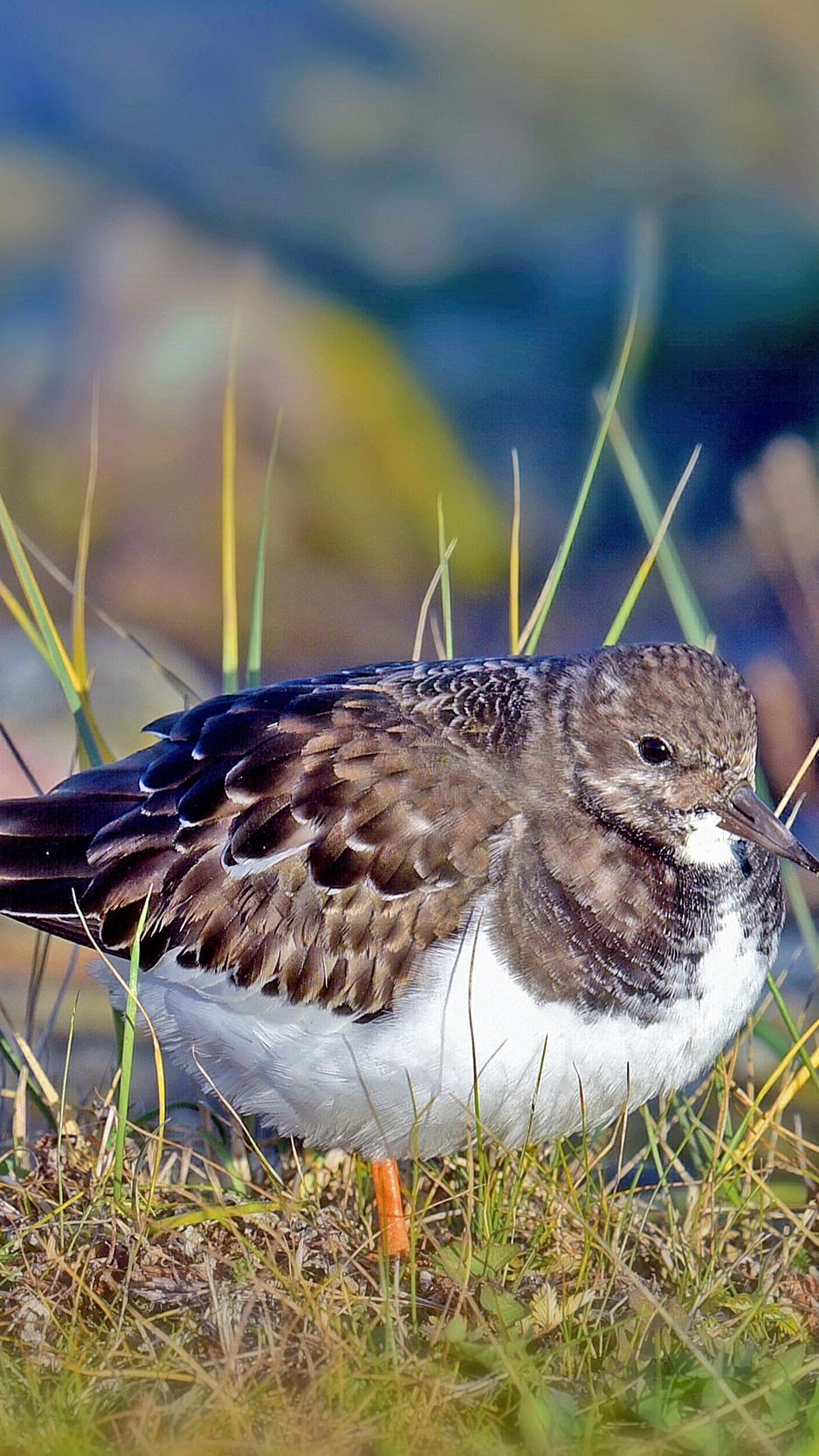 Download wallpaper 938x1668 sandpiper, bird, grass iphone 8