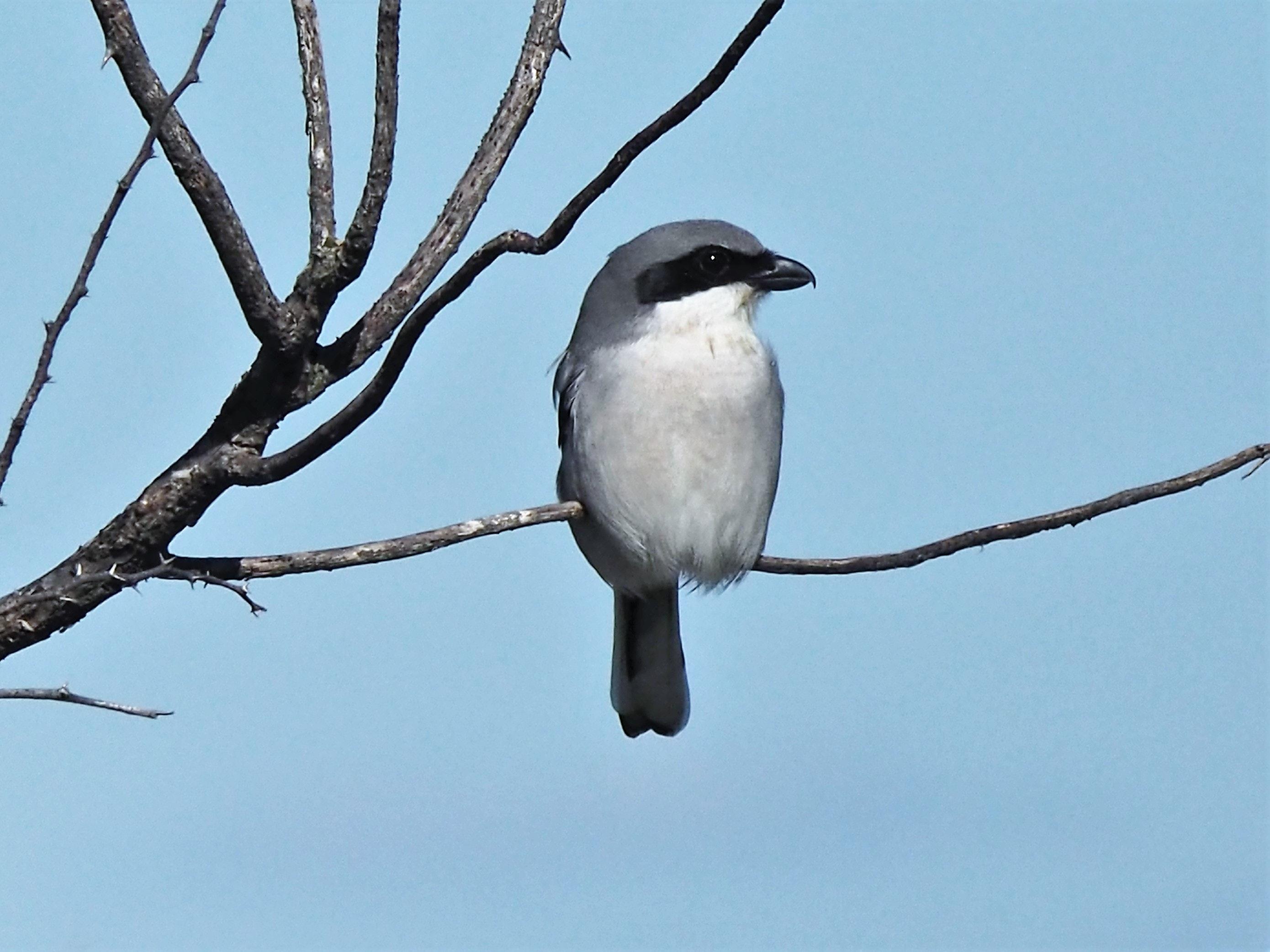 Free of Loggerhead shrike, nature