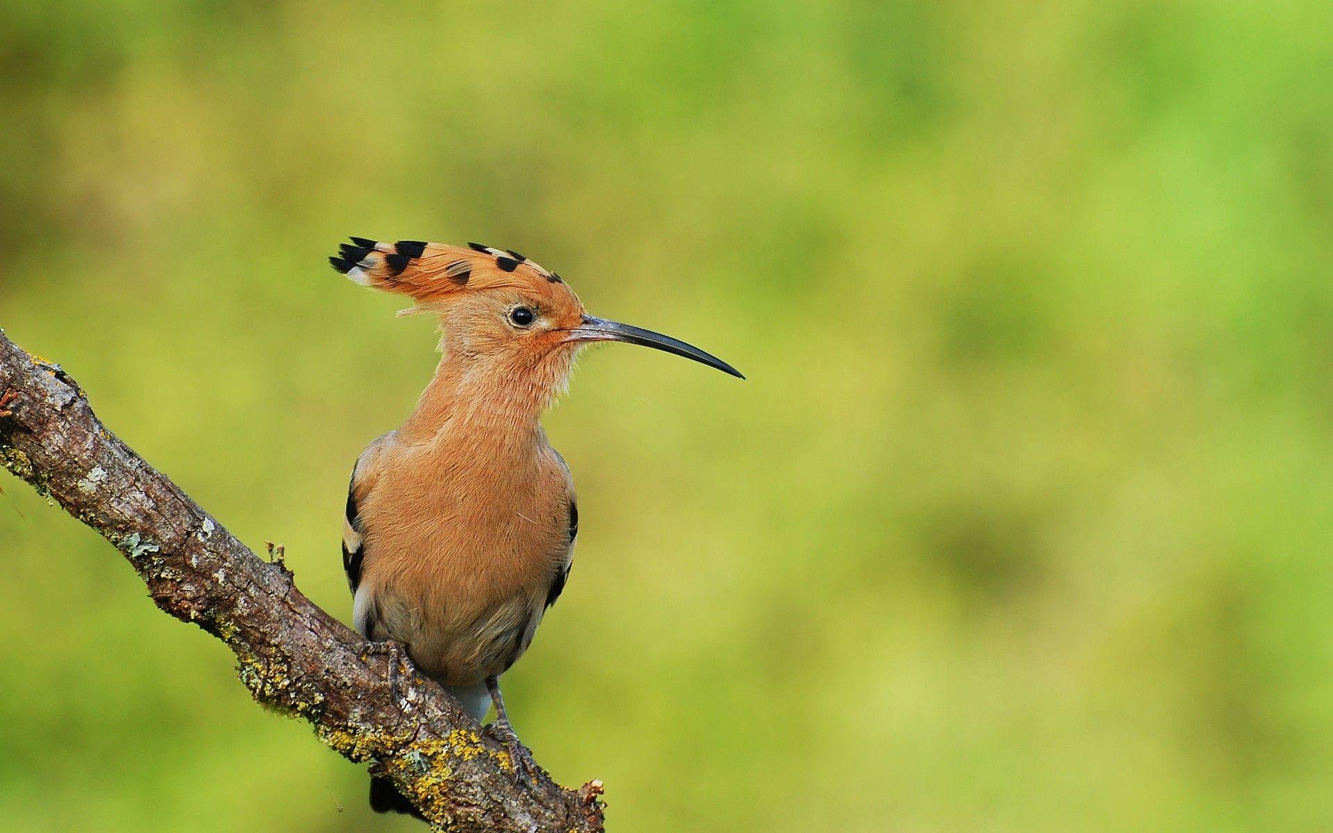 birds. wallpaper, hoopoe, birds, bird, image. Bird