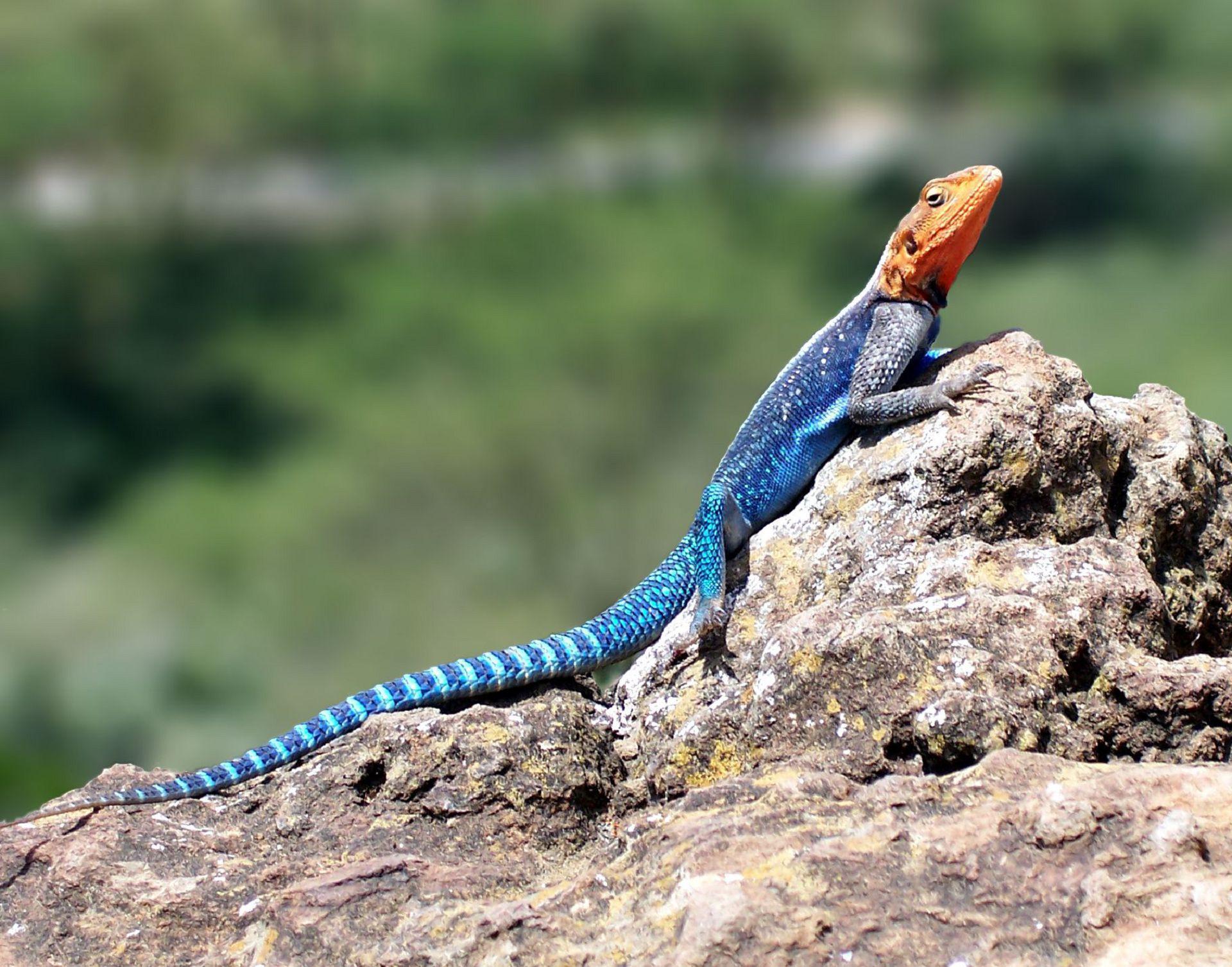 Agama Wallpaper Background