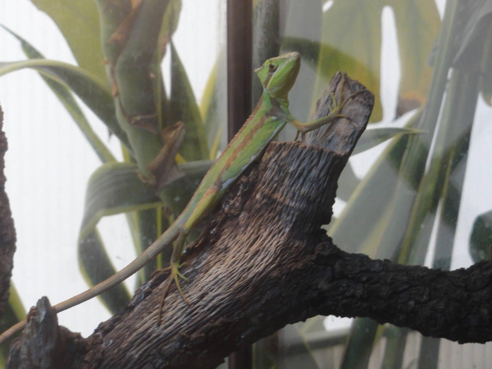 Serrated casquehead iguana (Laemanctus serratus)