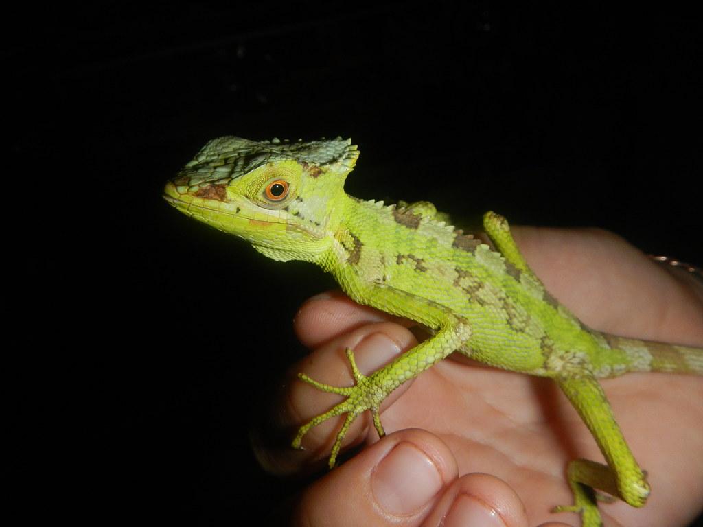 Oscar, a Casqueheaded Basilisk, likely 'Laemanctus serratu