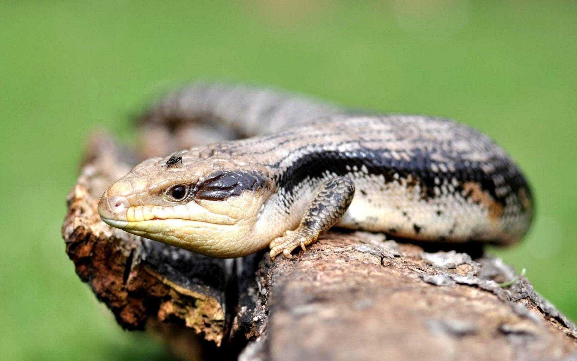 blue tongue skink wallpaper and background