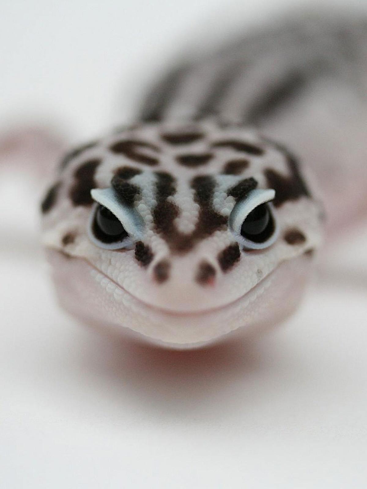 Leopard Gecko Mobile Wallpaper