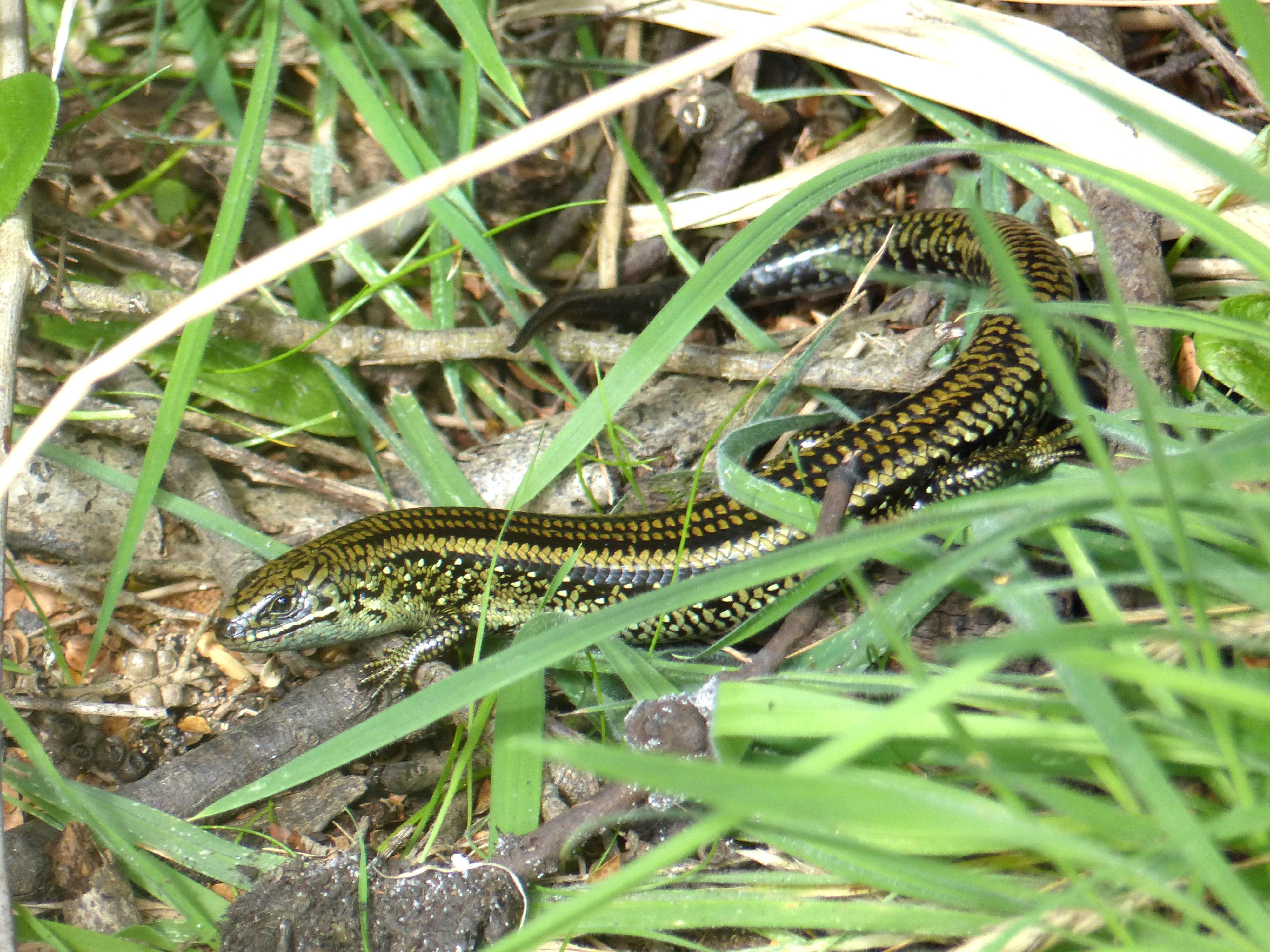 Gippsland: The Skink's Domain. Wild South East