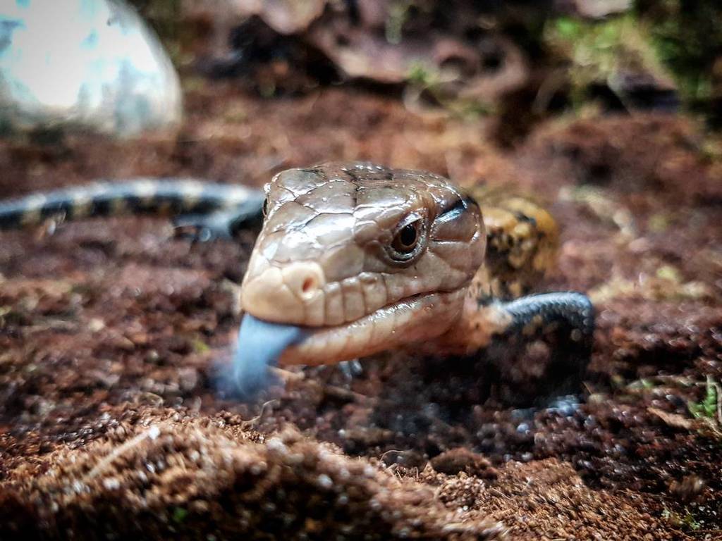 Urban Jungle Mcr Blue Tongue Skink