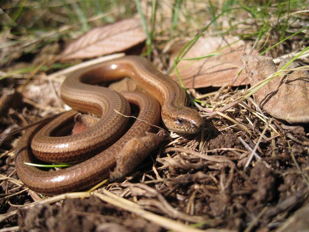 Slow Worm lizard. Animals, Worms, Reptiles