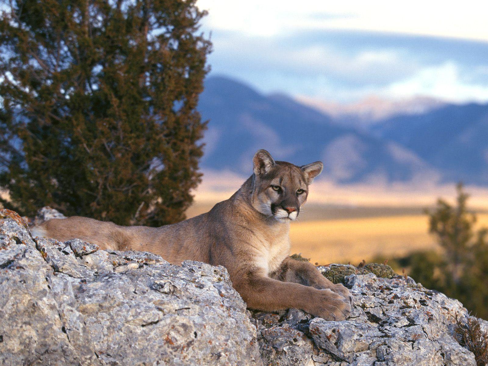 Mountain Lion Wallpaper Free Mountain Lion