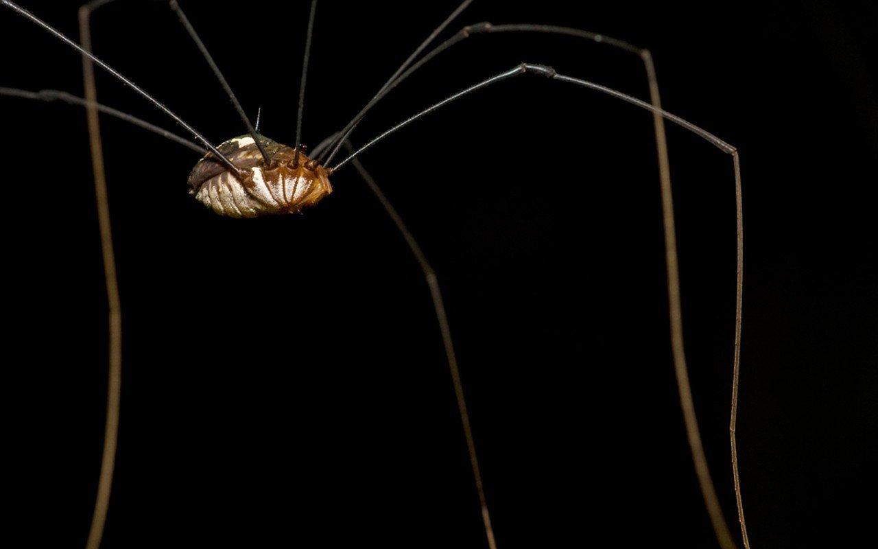 spider, Harvestmen HD Wallpaper / Desktop and Mobile Image