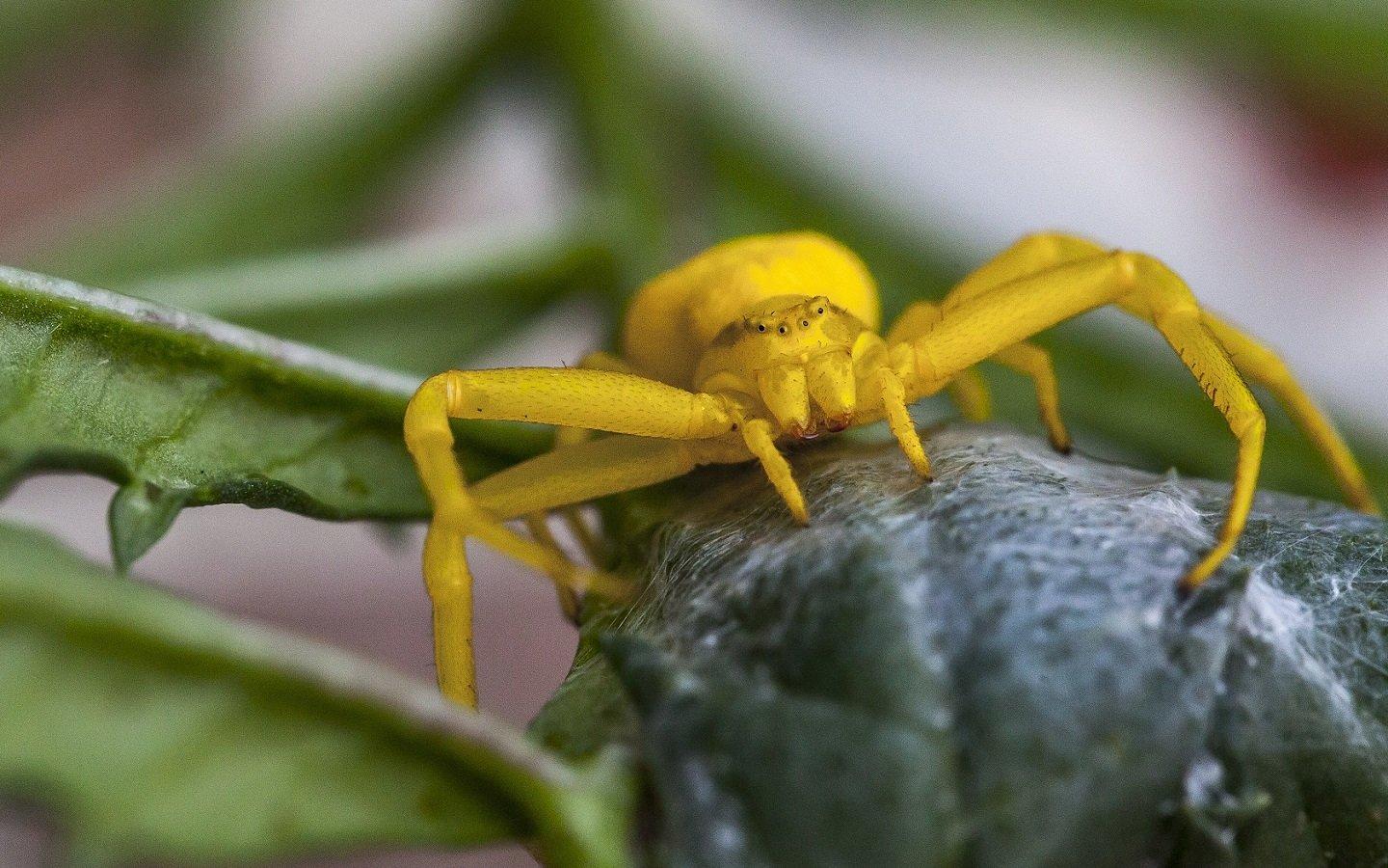 Yellow Flower Crab Spider Wallpaper