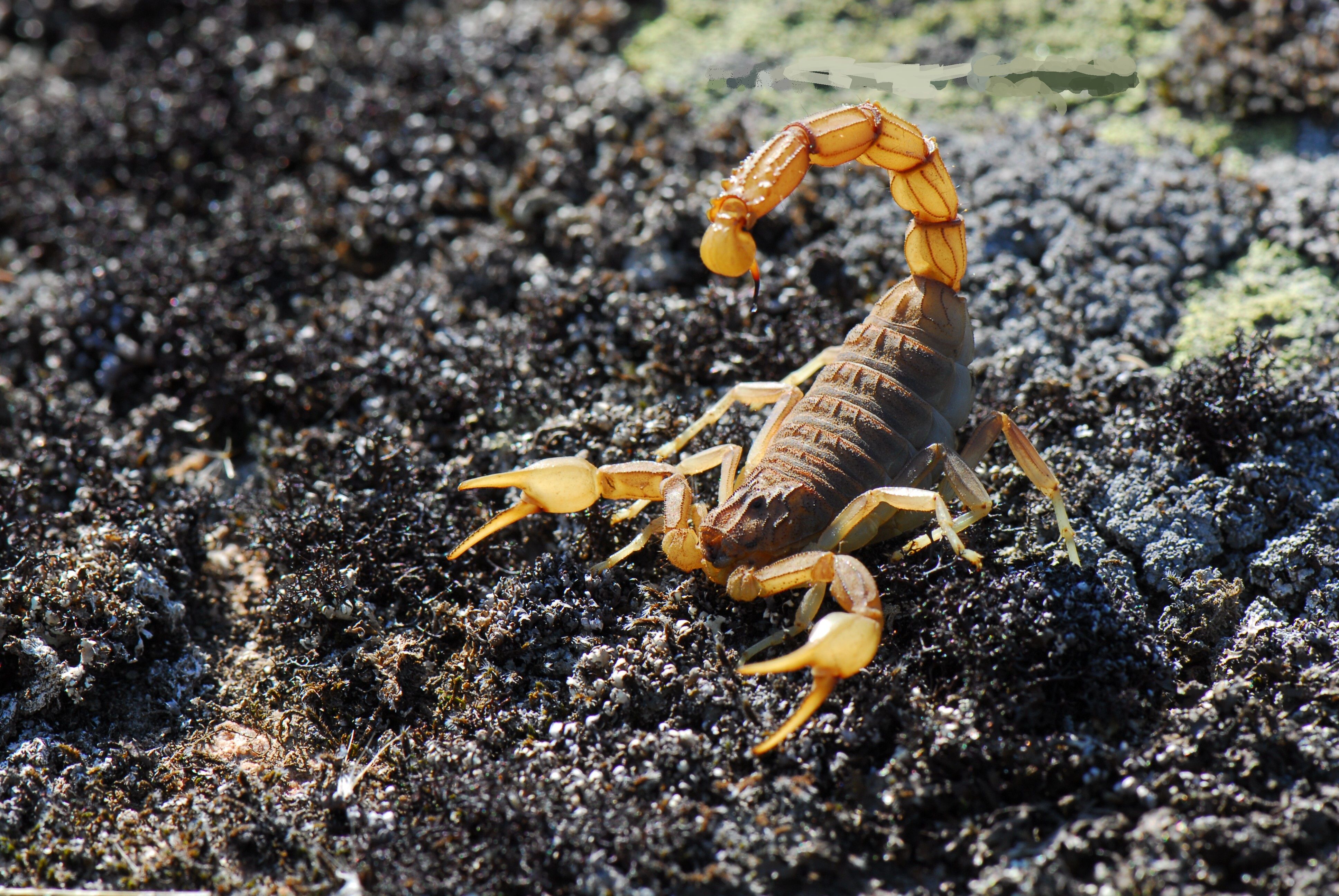 Scorpion HD Wallpaper. Background