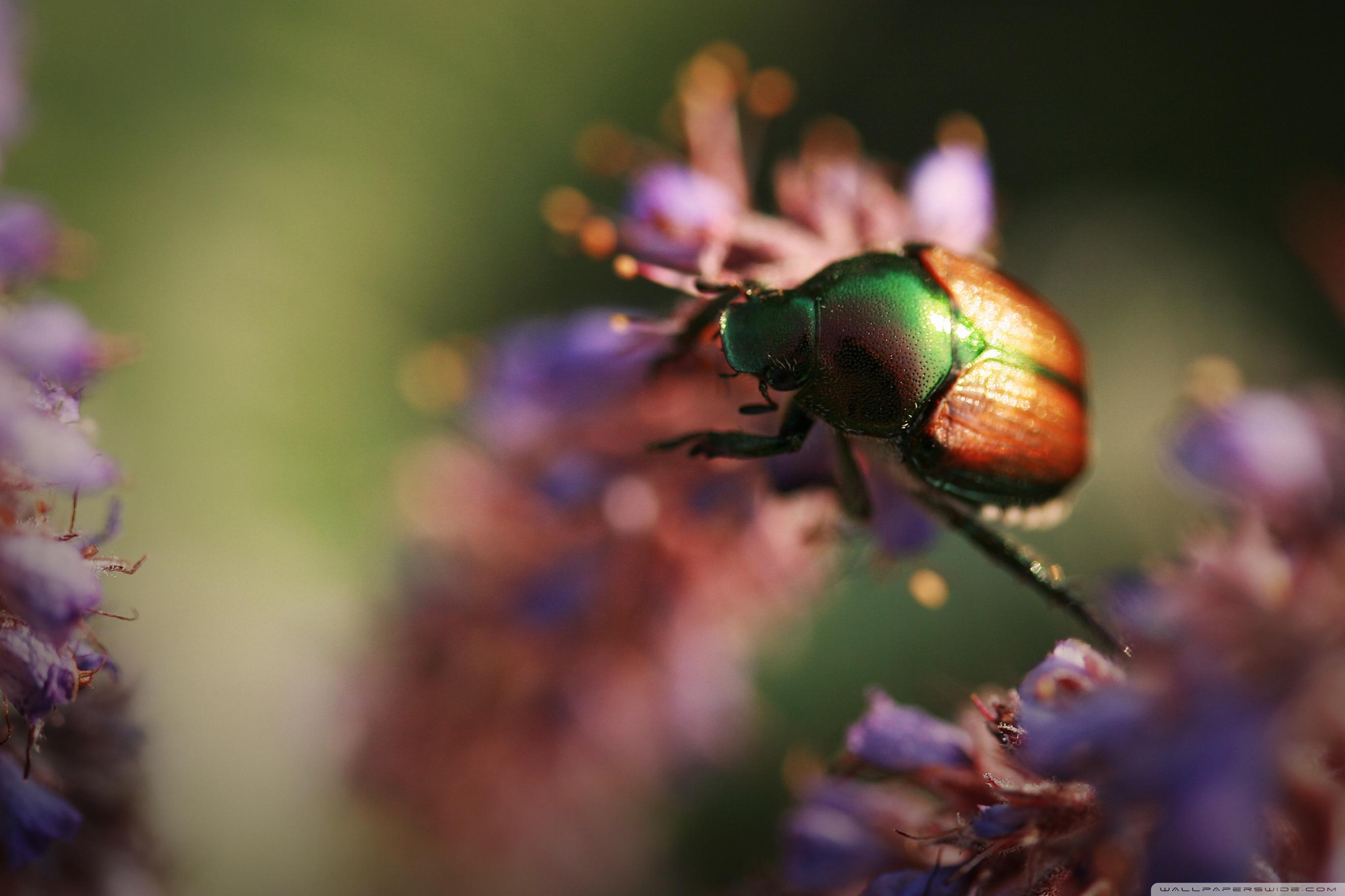 Colorful Beetle Insect Ultra HD Desktop Background Wallpaper