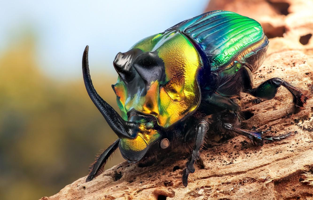 Wallpaper macro, beetle, insect, Rhinoceros beetle image