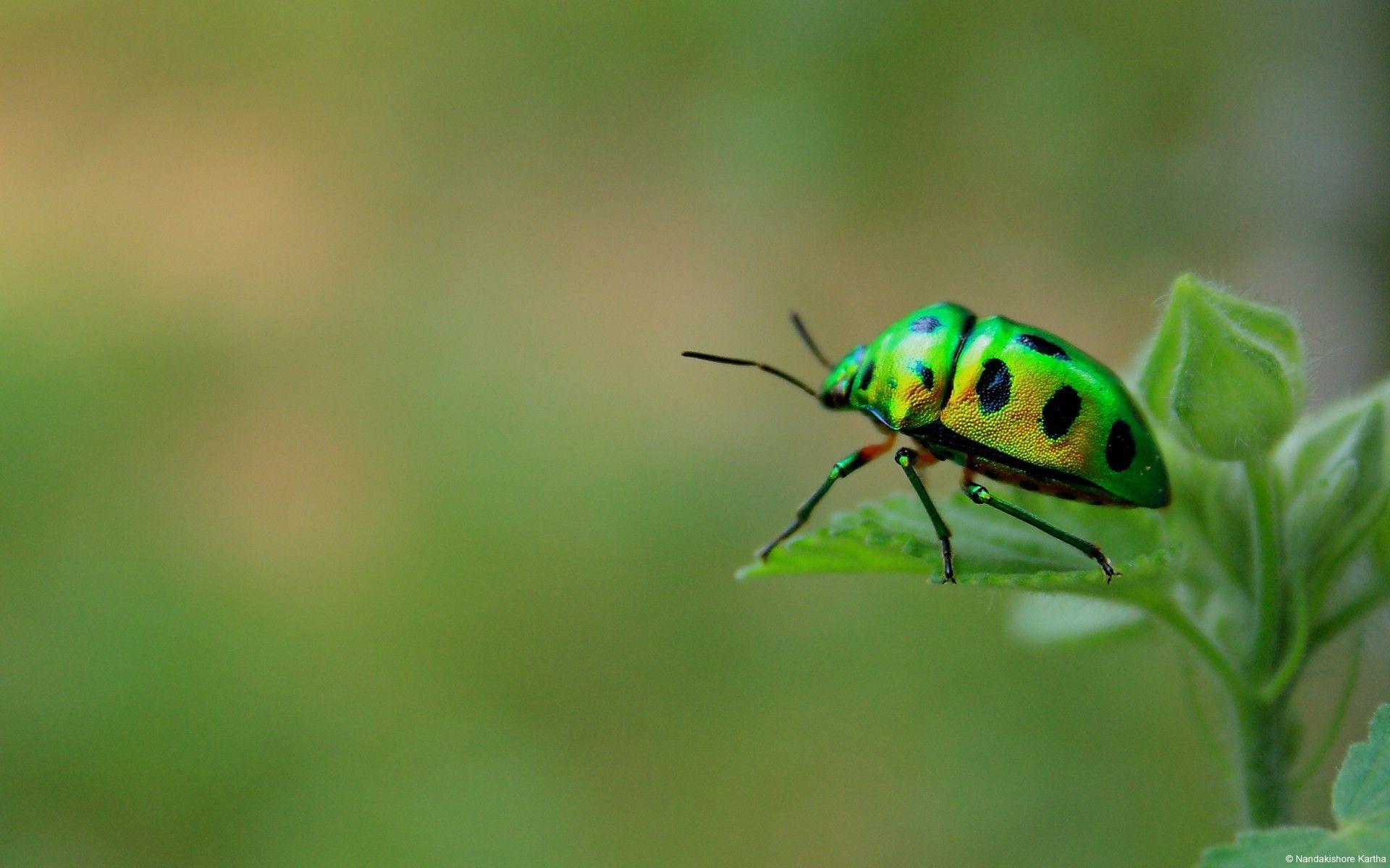 Nature insects leaves beetles 1920x insects, leaves