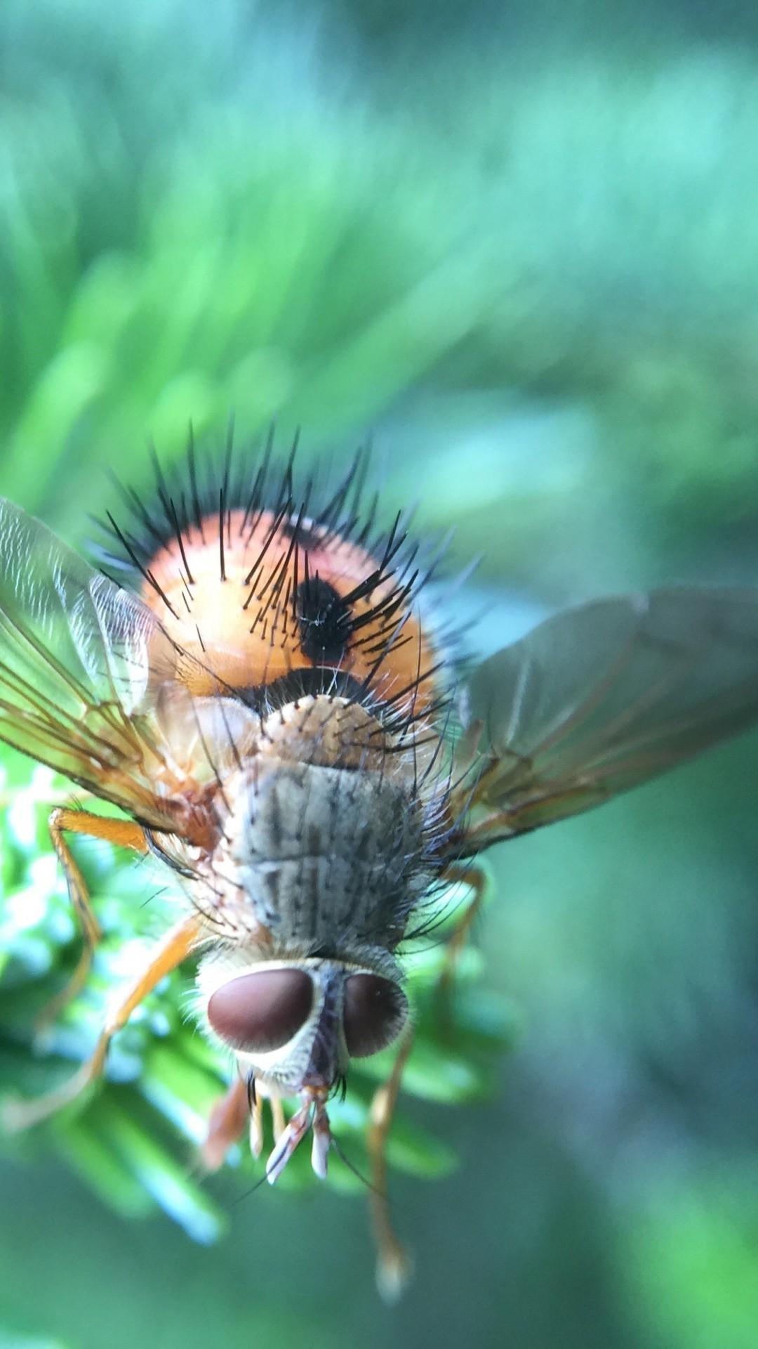 Download 1080x1920 Fly, Beetle, Close Up, Details, Insects