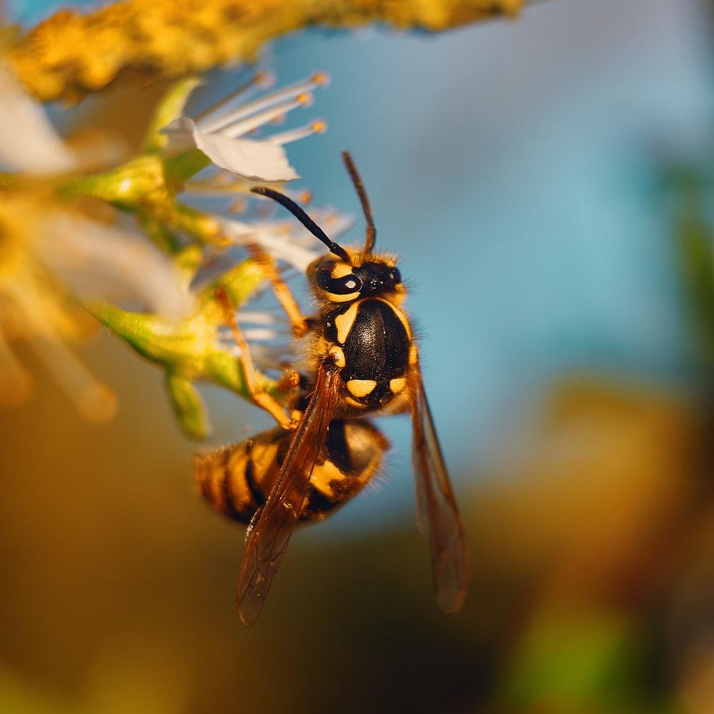 Wasp Picture. Download Free Image