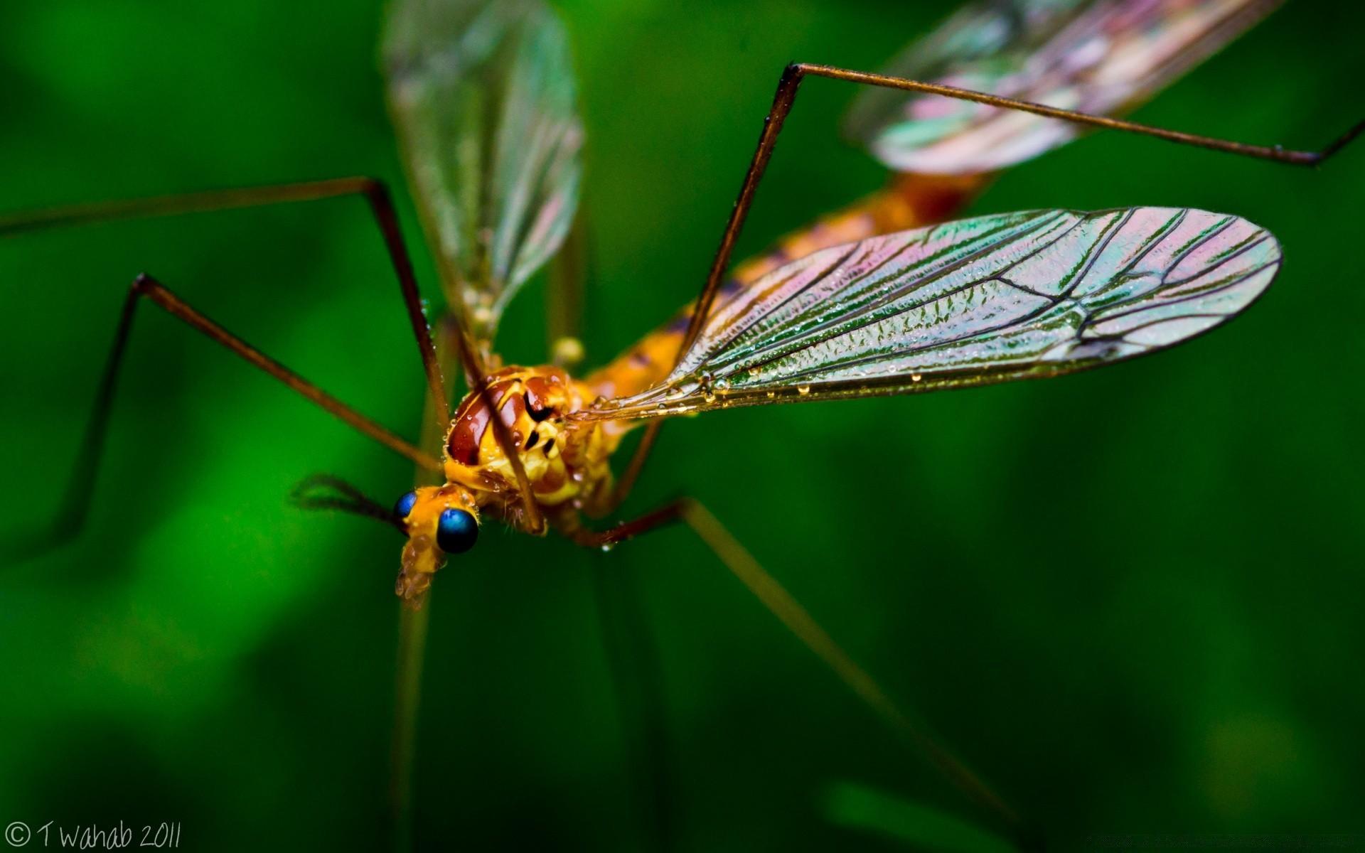 Crane Fly Macro