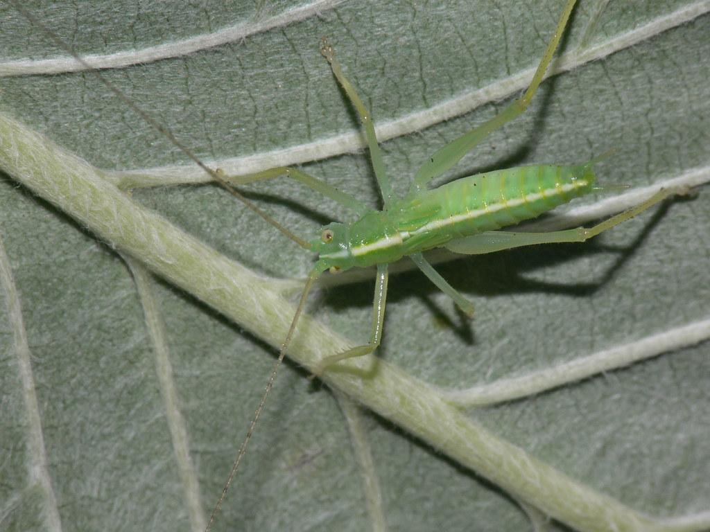 Oak Bush Cricket ( Meconema thalassinum) nymph