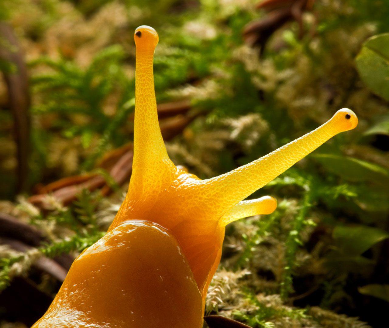 Banana Slug