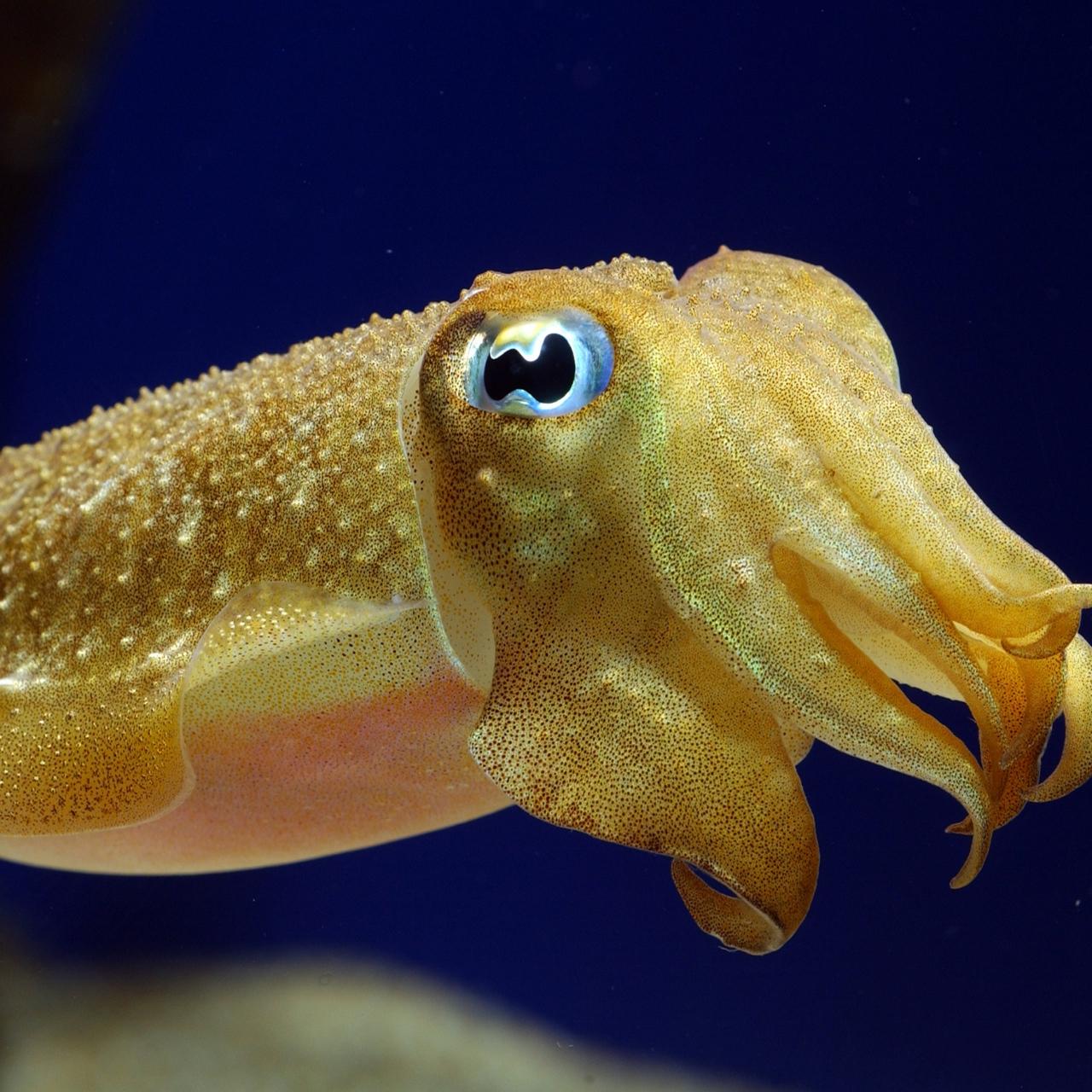 Download wallpaper 1280x1280 cuttlefish, underwater, swim