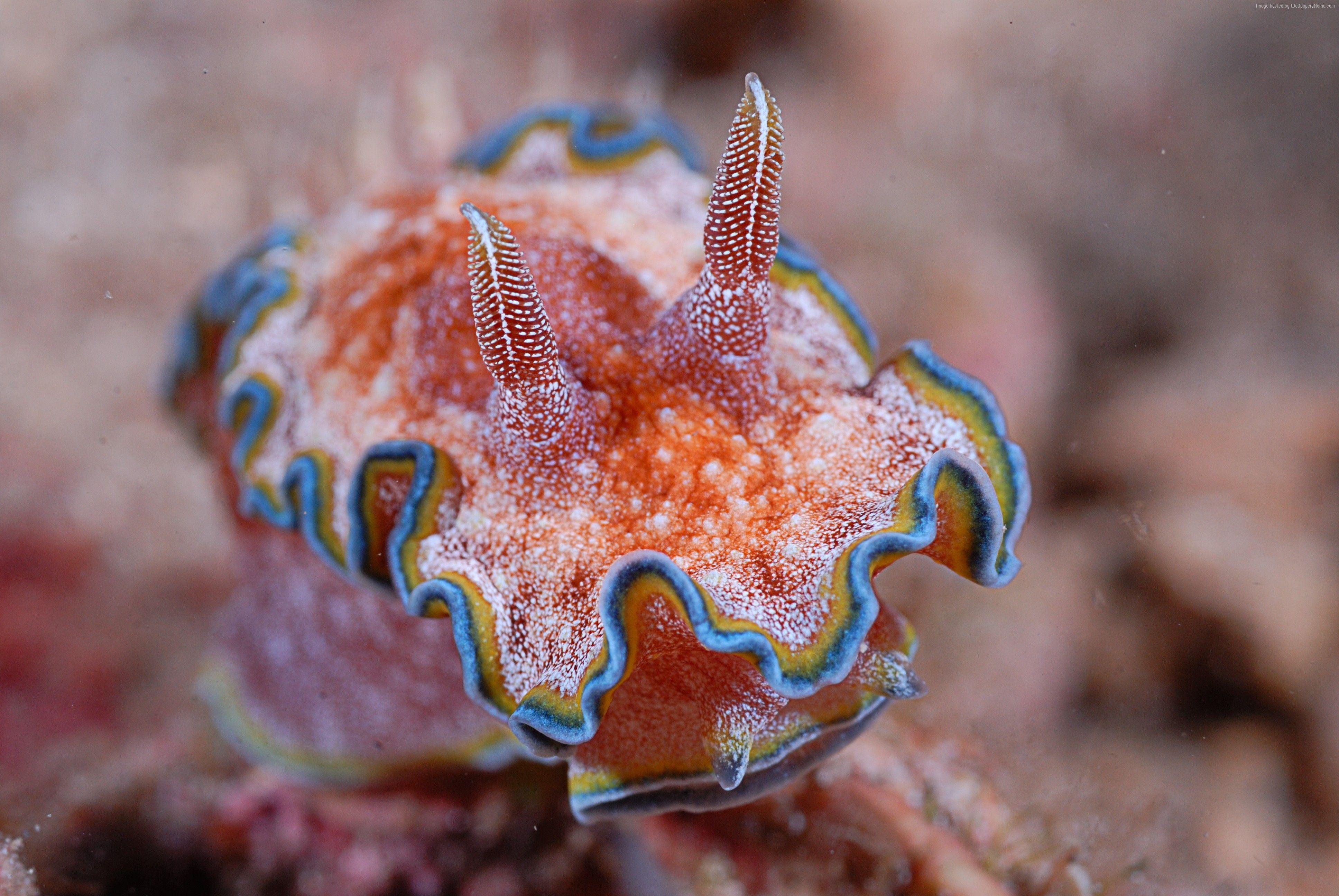 Nudibranch Wallpaper, Animals / Aquatic: Nudibranch, Deep