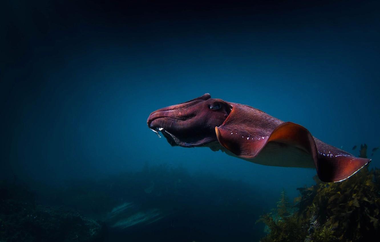 Wallpaper sea, the ocean, cuttlefish image for desktop