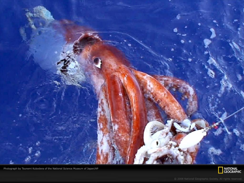 Giant Squid Wallpaper