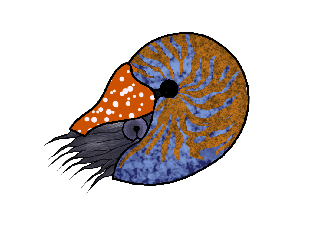 Nautilus Png & Free Nautilus.png Transparent Image