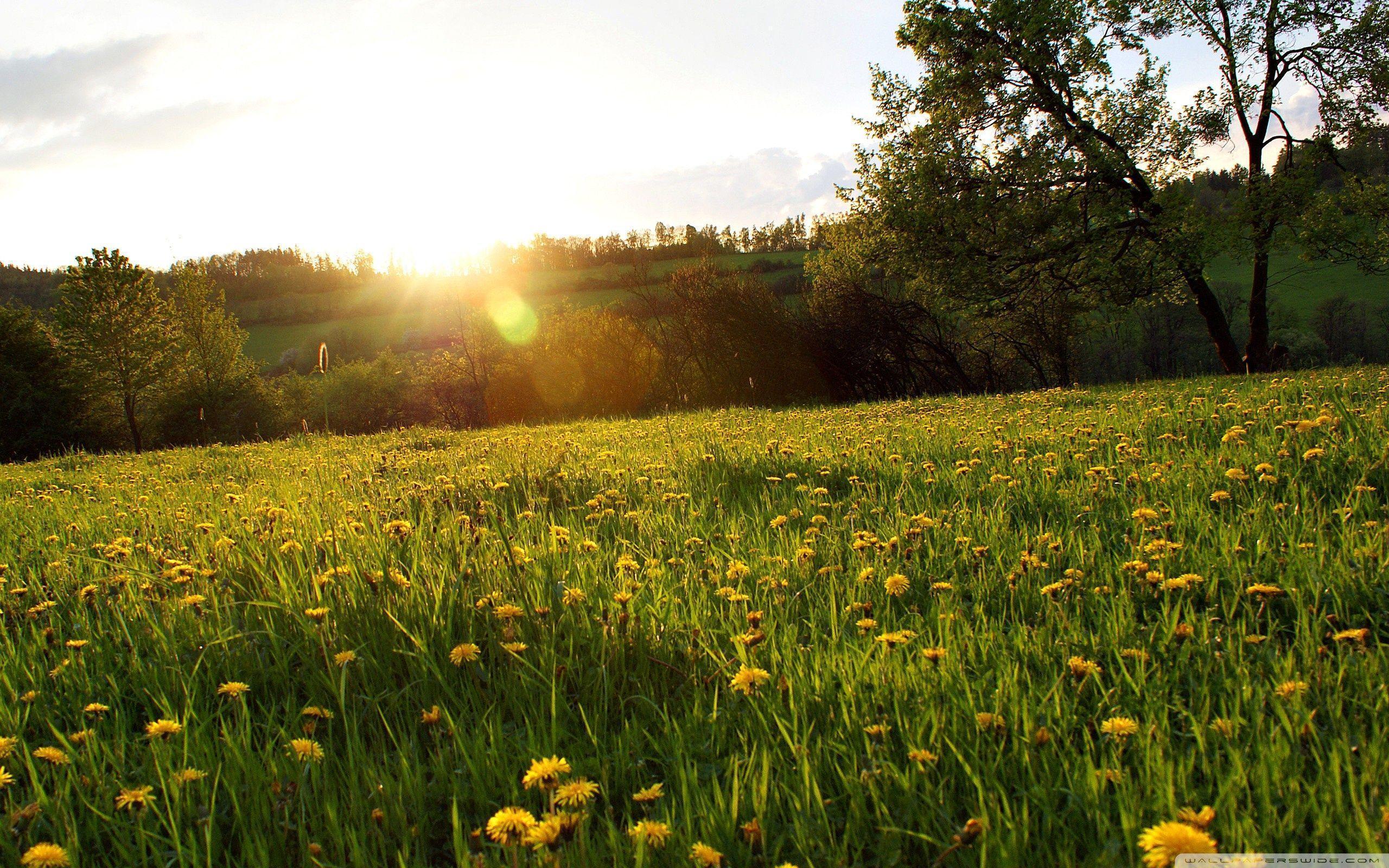 Spring Meadow HD desktop wallpaper, High Definition, Fullscreen