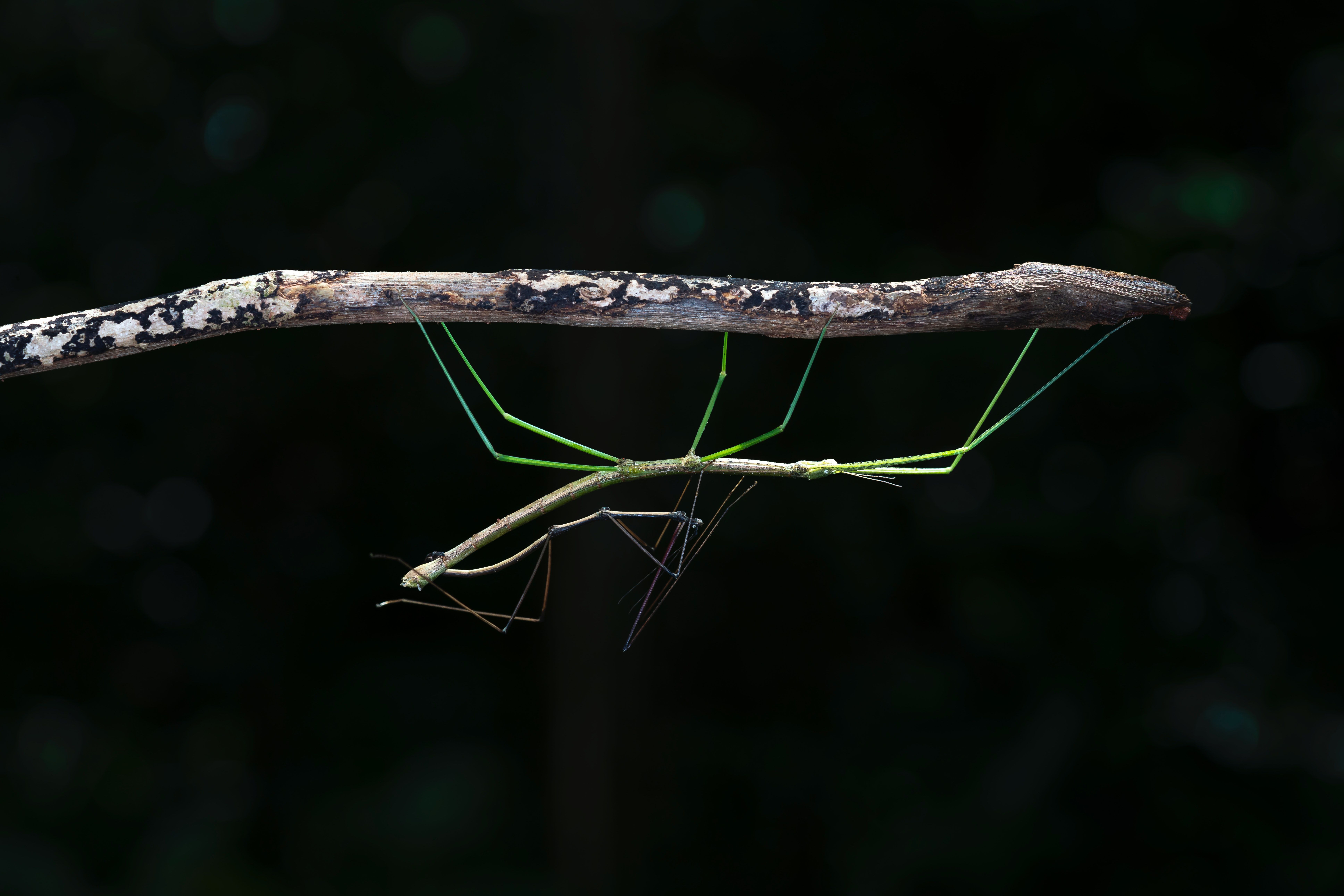 Green Walking Stick Insect · Free