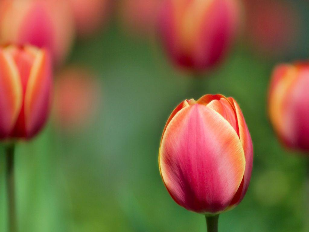 Red tulip desktop PC and Mac wallpaper