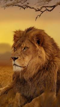 iPhone 4k lion wallpaper