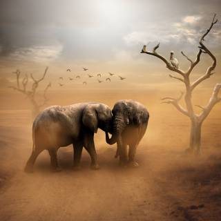 African bush elephant by himanshu gunarathna