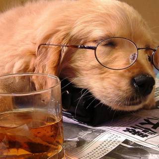 Dog Falling Asleep While Reading the Newspaper