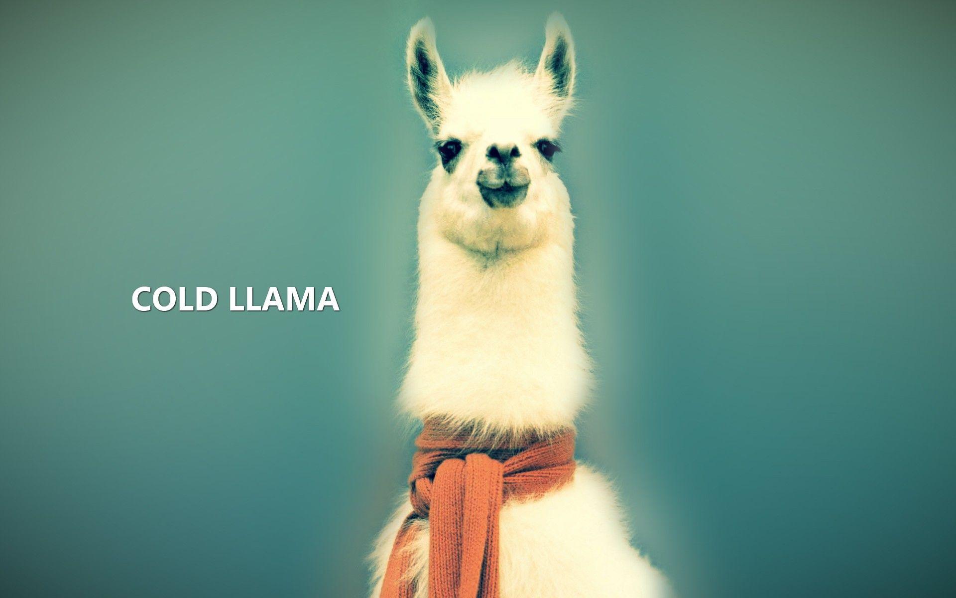 Llama Wallpaper