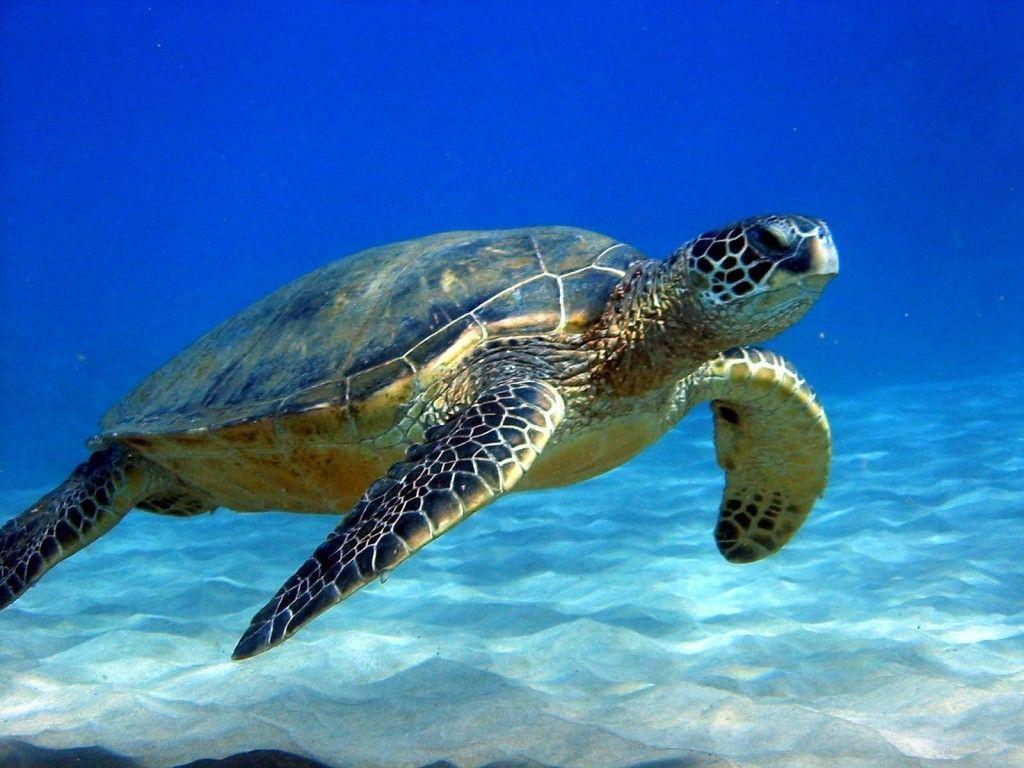 Turtle HD Wallpaper