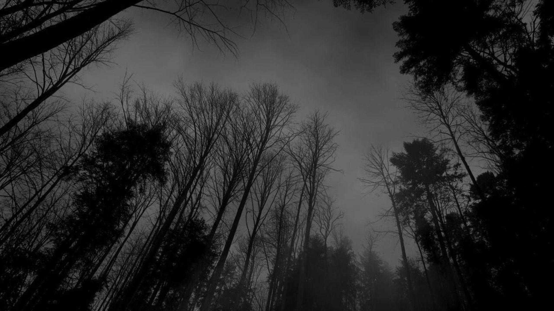 Forest Black White Dark Forest