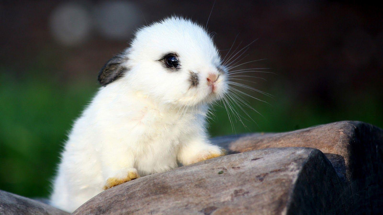 Your Wallpaper: Cute Rabbit Wallpaper