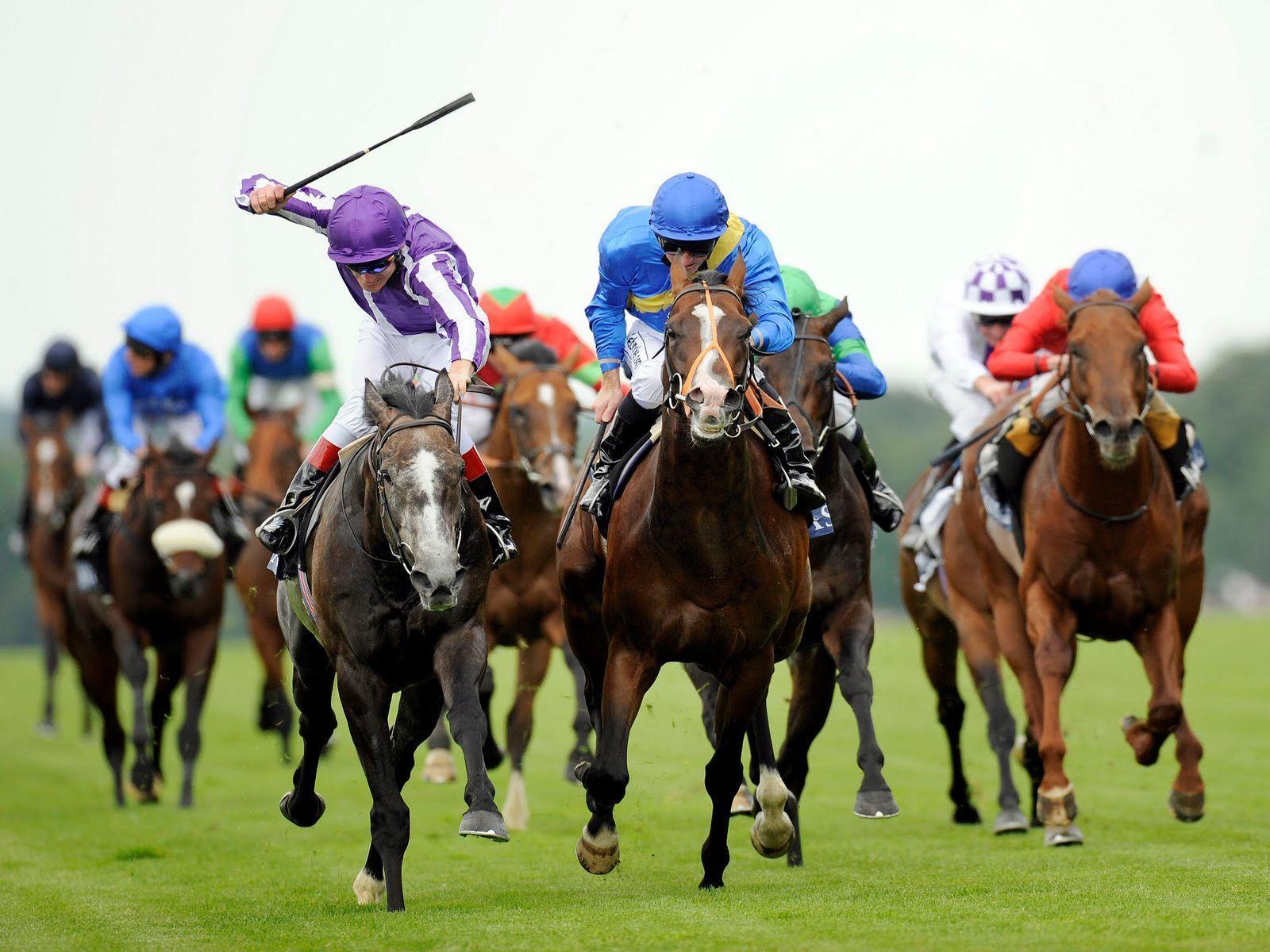 Animals For > Horse Racing Wallpaper