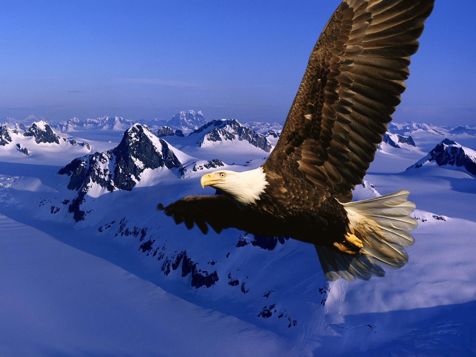 Bird background with eagles HD Wallpaper