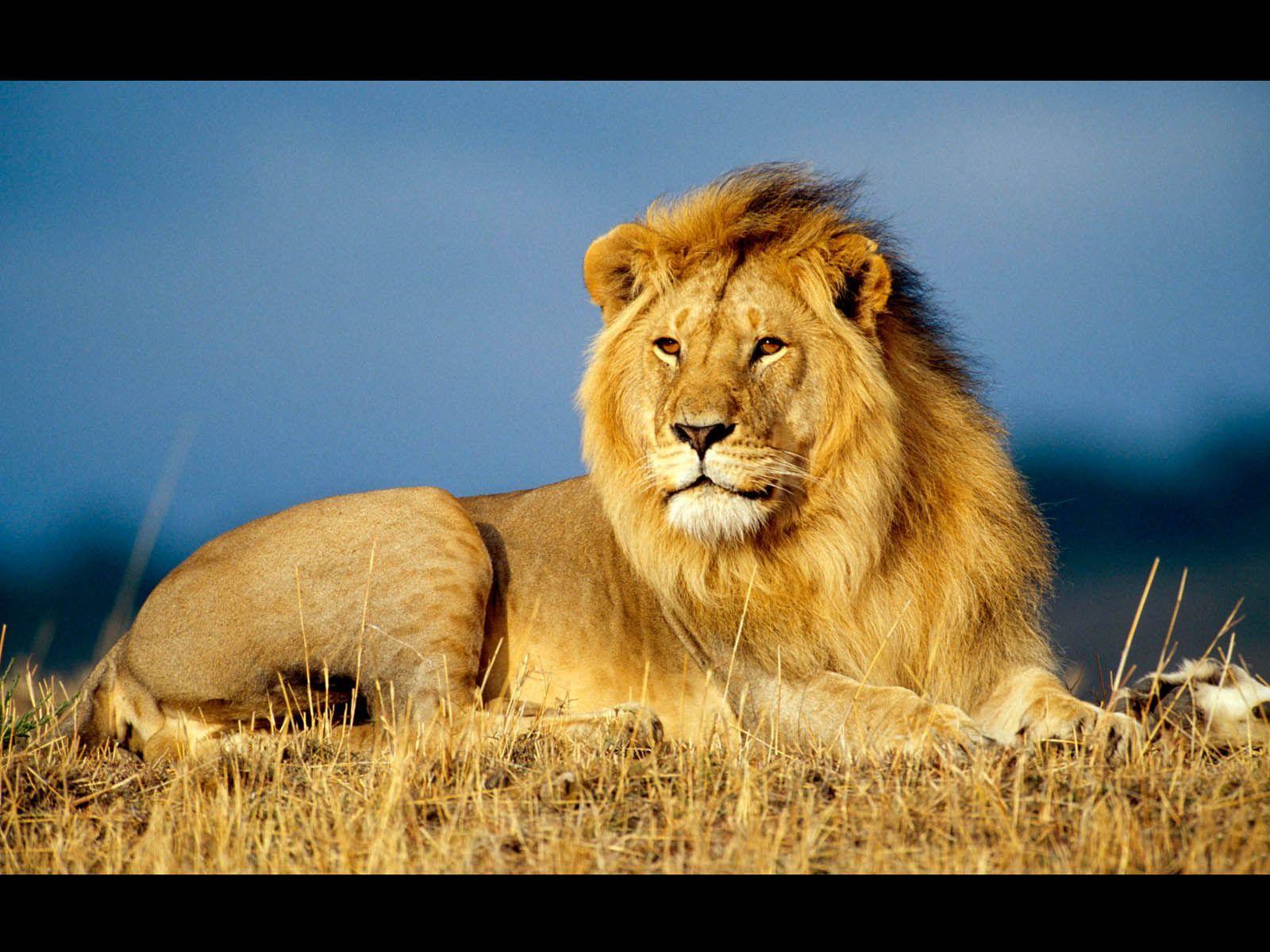 A Place For Free HD Wallpaper. Desktop Wallpaper: Male Lion