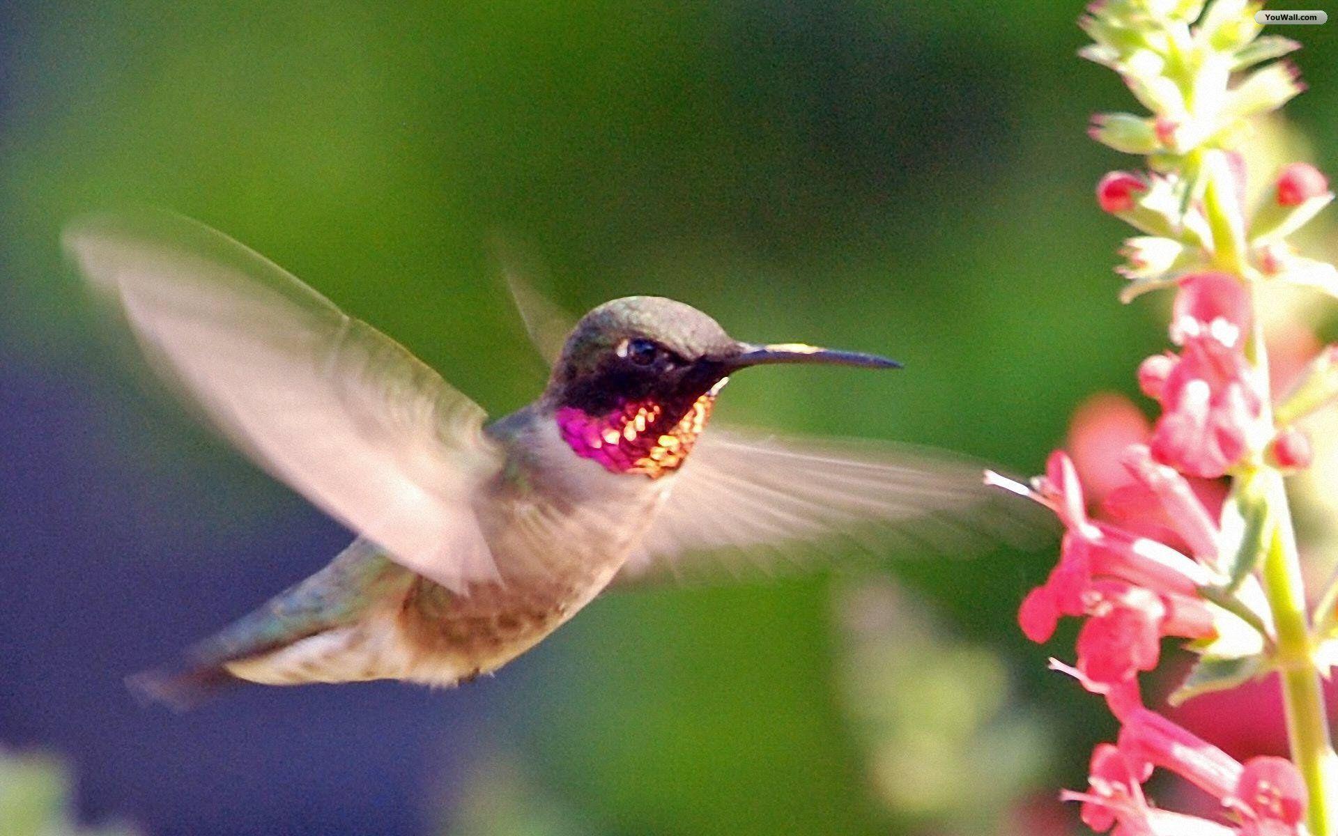 Wallpaper For > Hummingbird Wallpaper