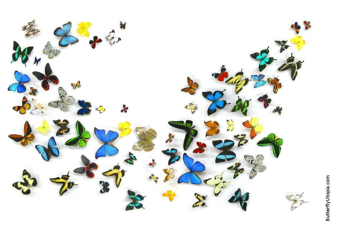 Free Butterfly Wallpaper, Wallpaper, Background, Desktop