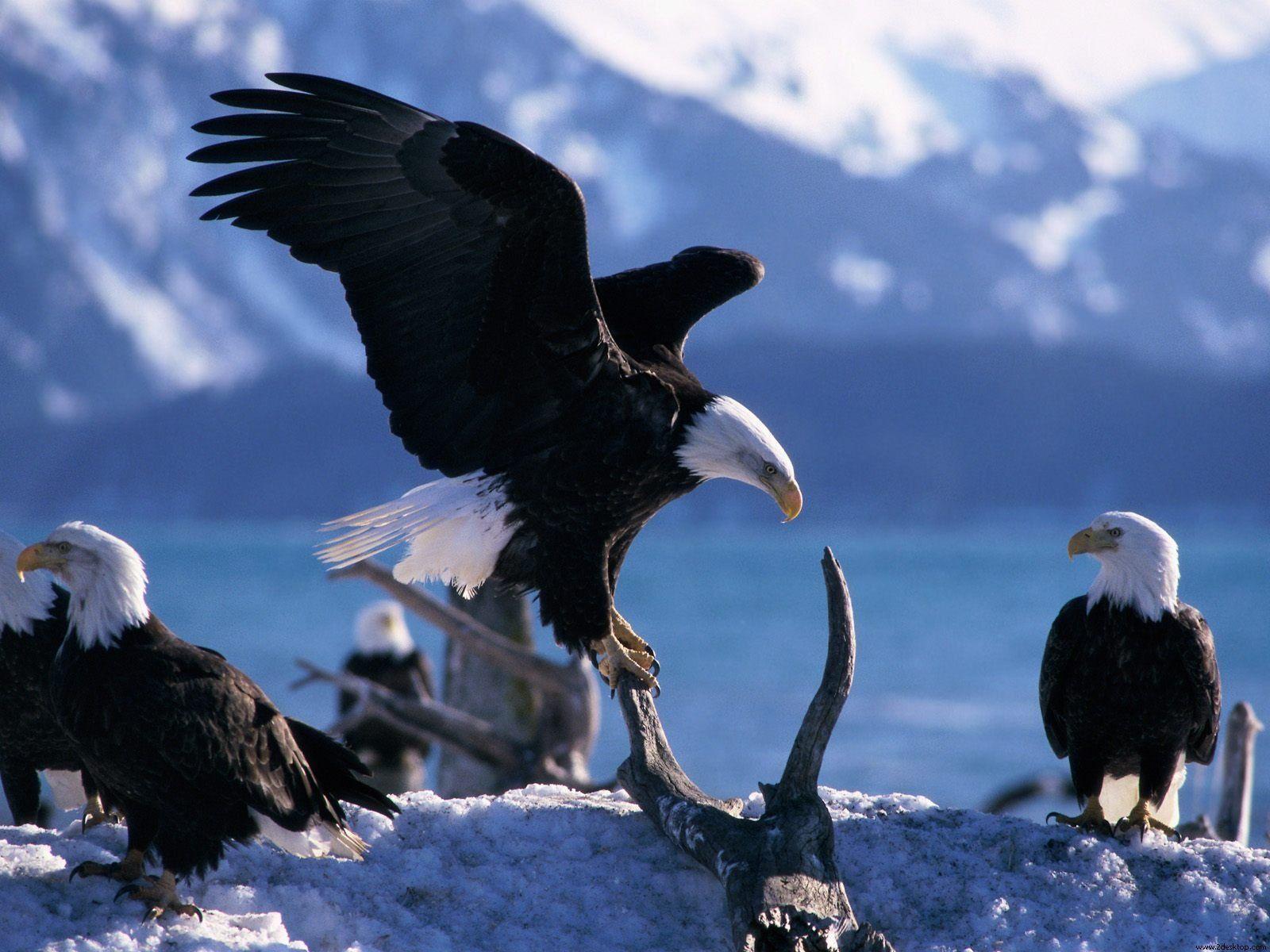 Animals, Pretty Animals Wings Extended Bald Eagles Desktop Image