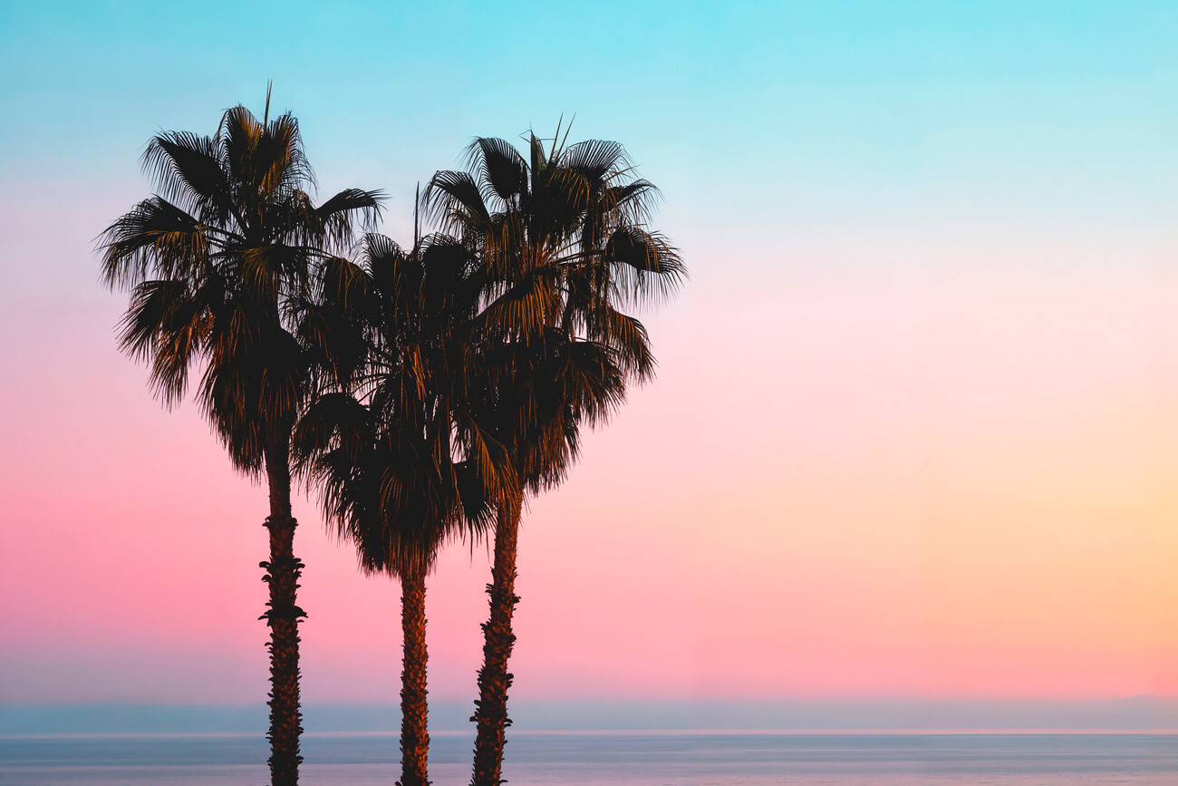 California Dreaming Palms