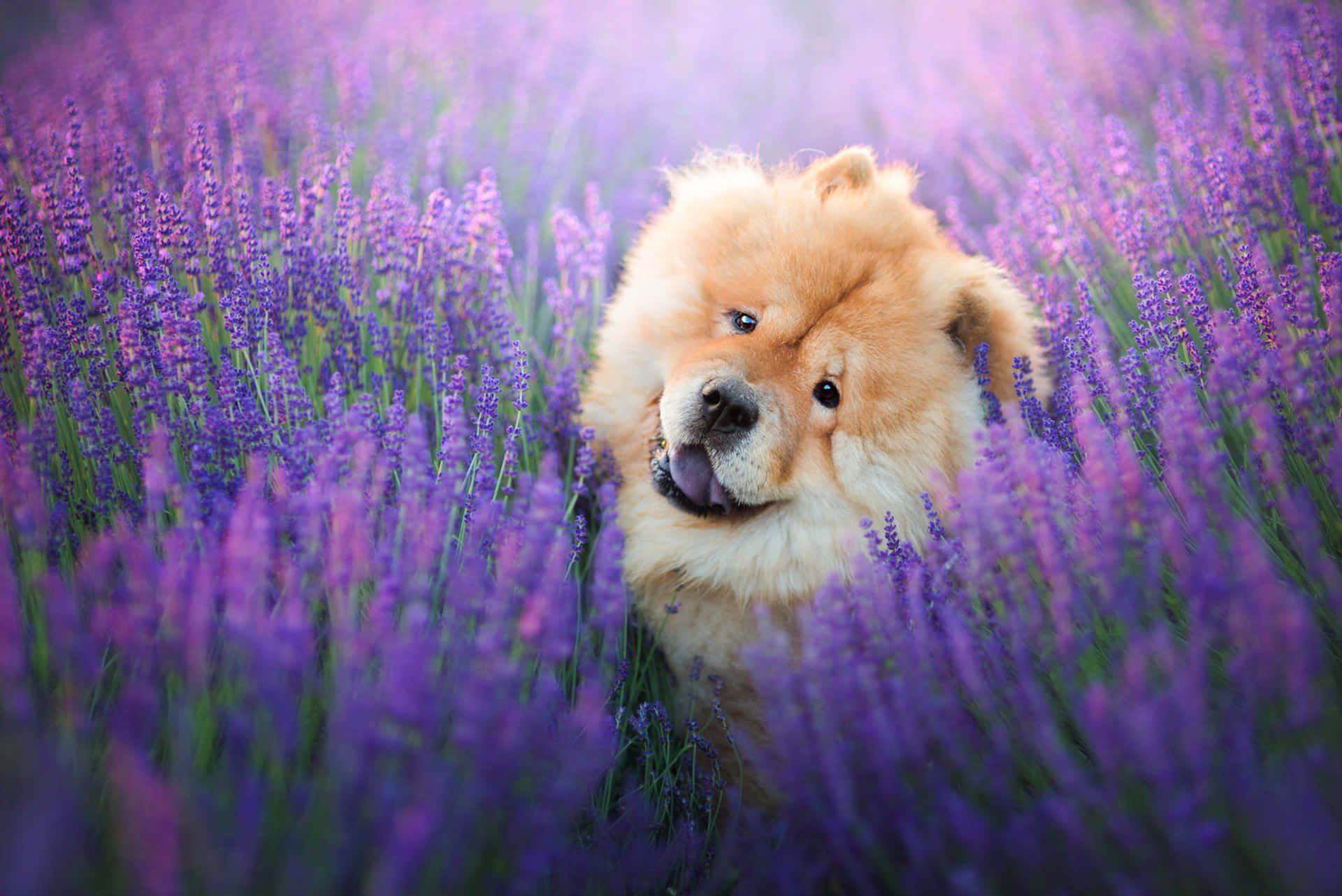 Chow Chow Picture