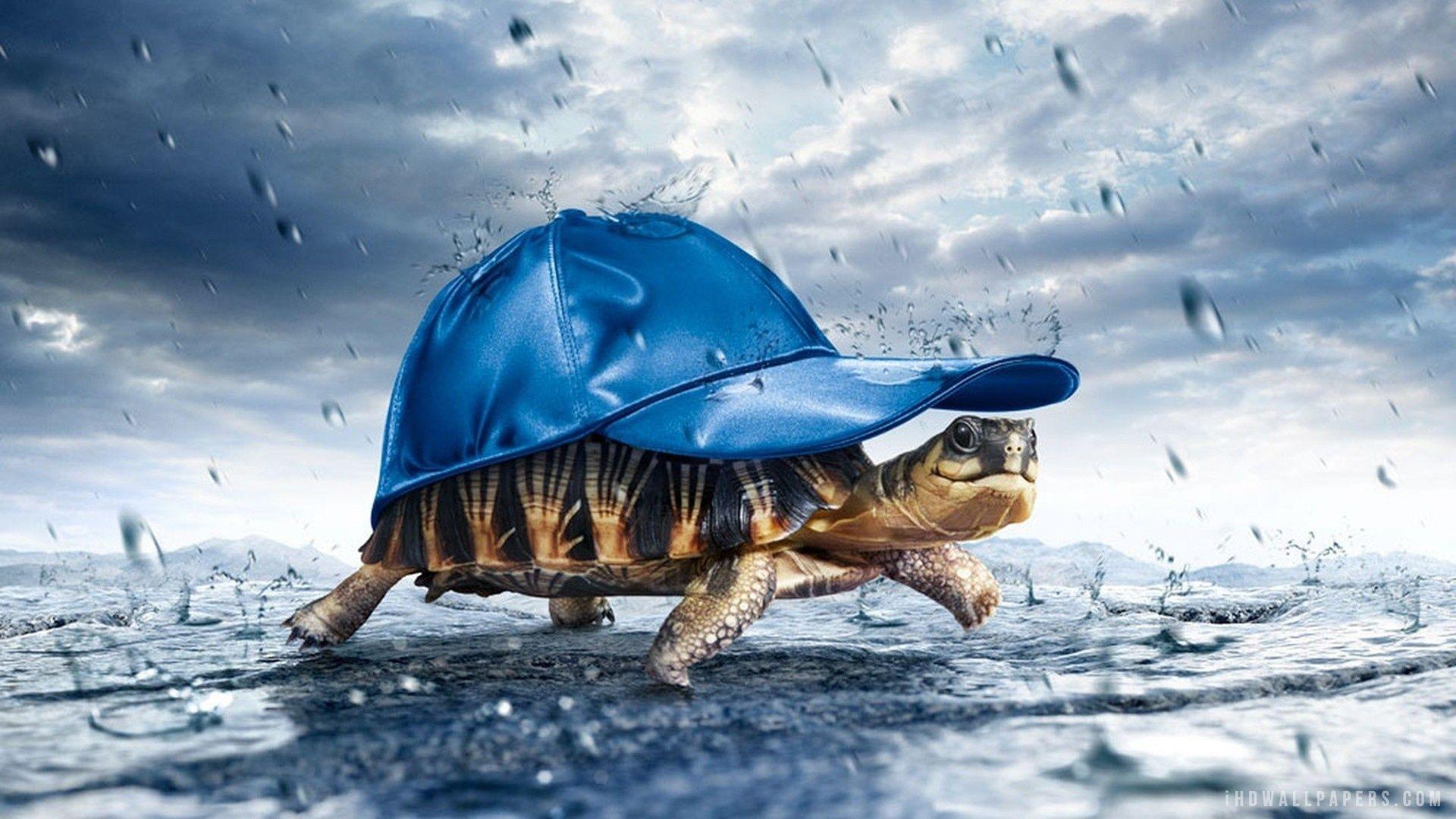 Funny Tortoise HD Wallpaper