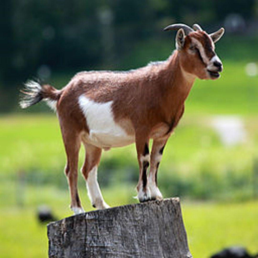 New Goat (Bakra) HD Wallpaper Picture Image Photo Collection