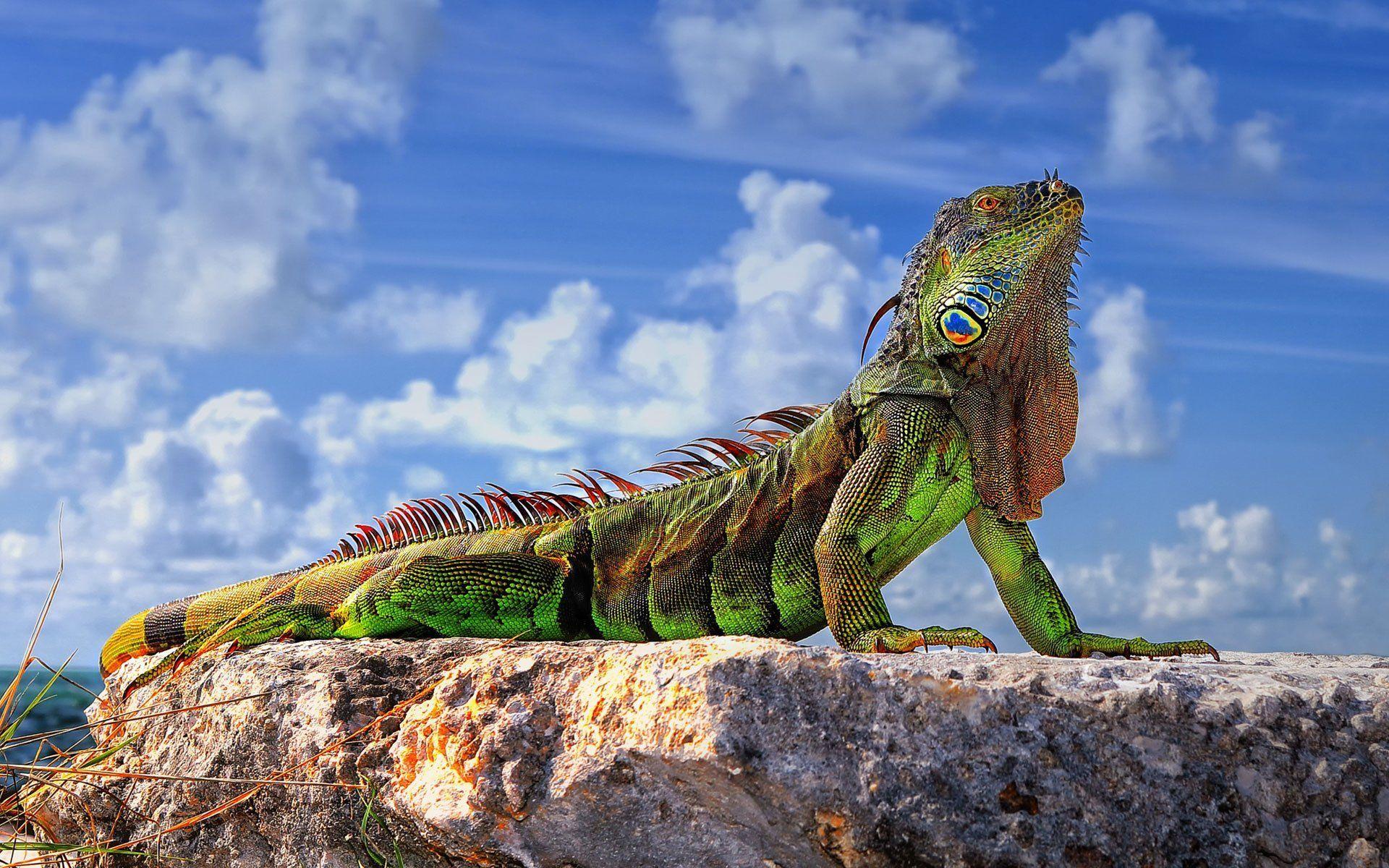 common iguana green iguana lizard stones sky HD wallpaper
