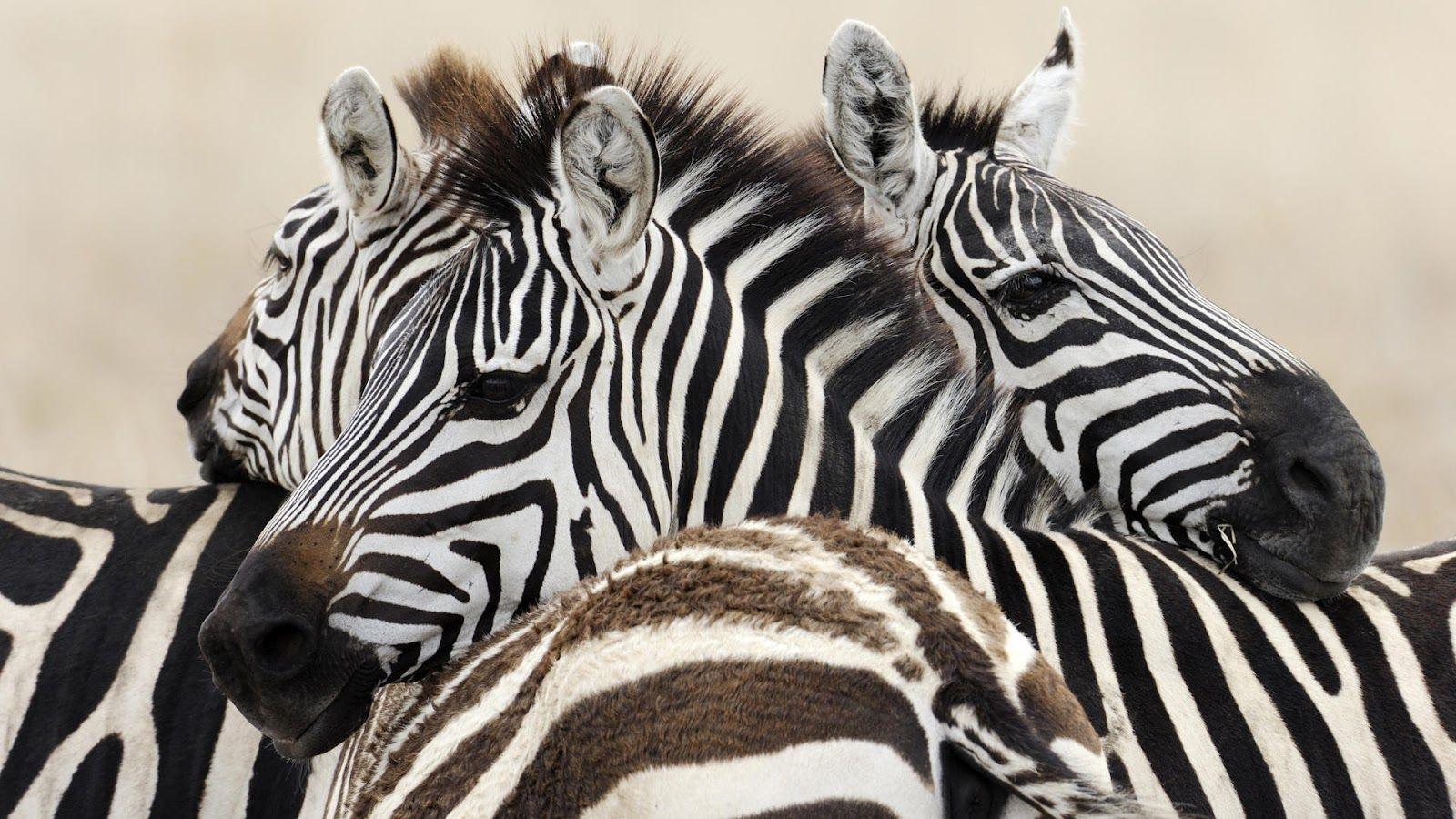 Wallpaper with a group of zebras. HD Animals Wallpaper